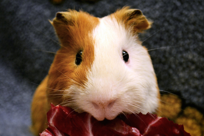 guinea pig eating a piece of red chicory