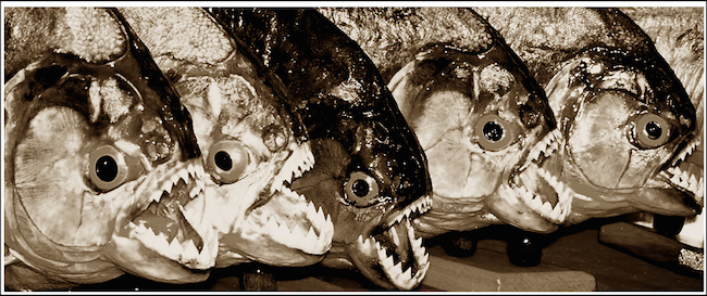 row of open-mouthed piranhas with sharp teeth