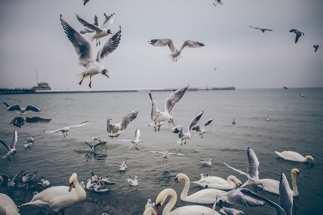 seagulls landing on shore by Patryk Sobczak