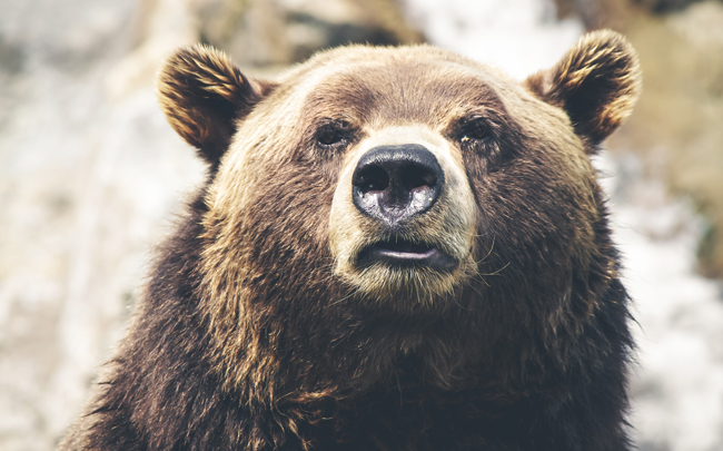 portrait of a grizzly bear