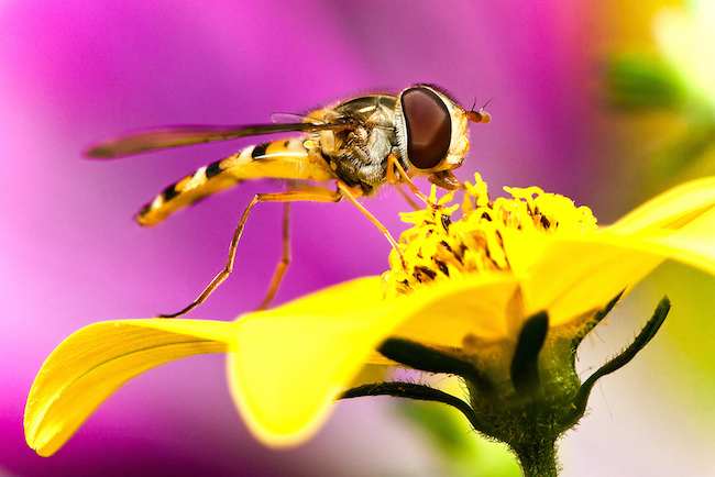 wasp eating nectar from yellow flower