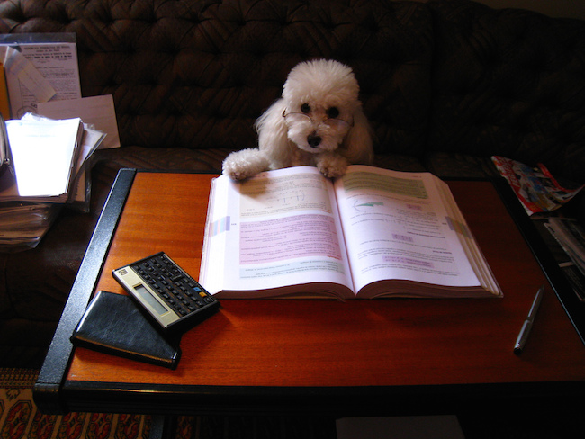 poodle with glasses sitting at a desk