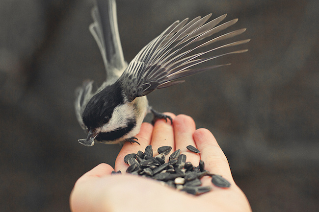 bird eating seeds out of a person's hand